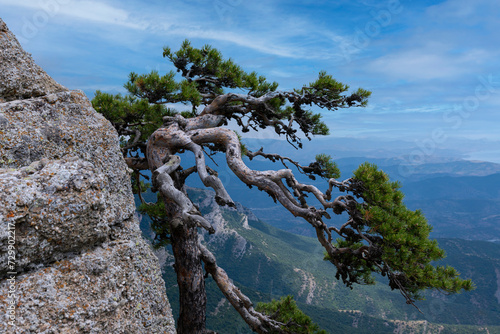 Crooked relic tree A pine grows on the edge of a mountain cliff against the sky. psychological landscape.