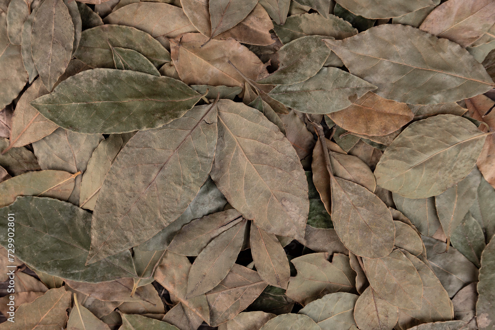 Dry leaves of bay leaf. Background from dry leaves.