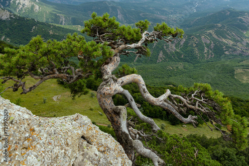 Crooked relic tree Pine grows on the edge of a mountain cliff, against the backdrop of green mountains. Mountain landscape.