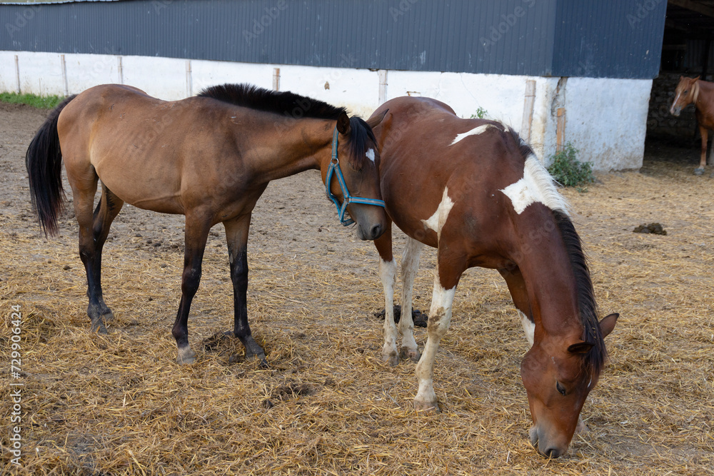 Obraz premium Two brown horses, one with white spots in the paddock.