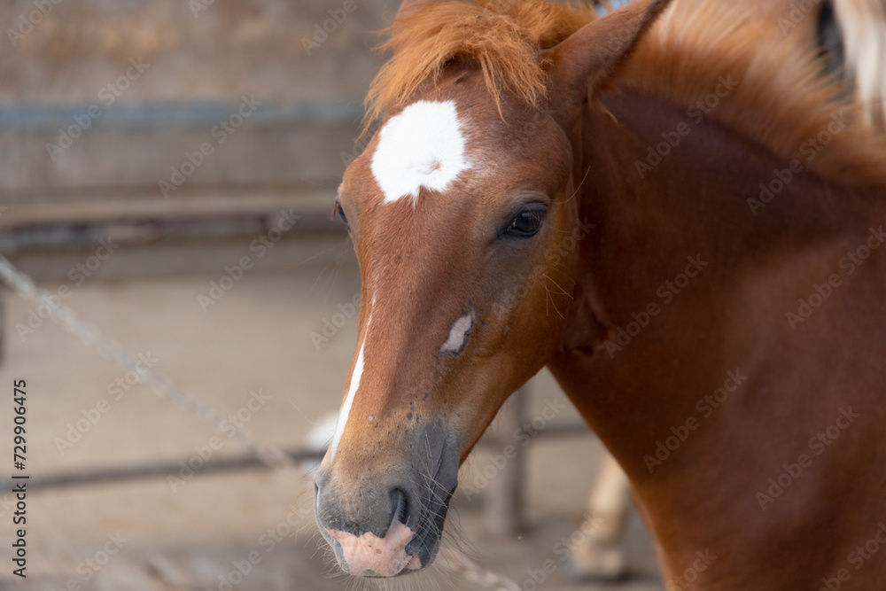 Fototapeta premium A brown horse with a white spot on its head in a stall, close-up.