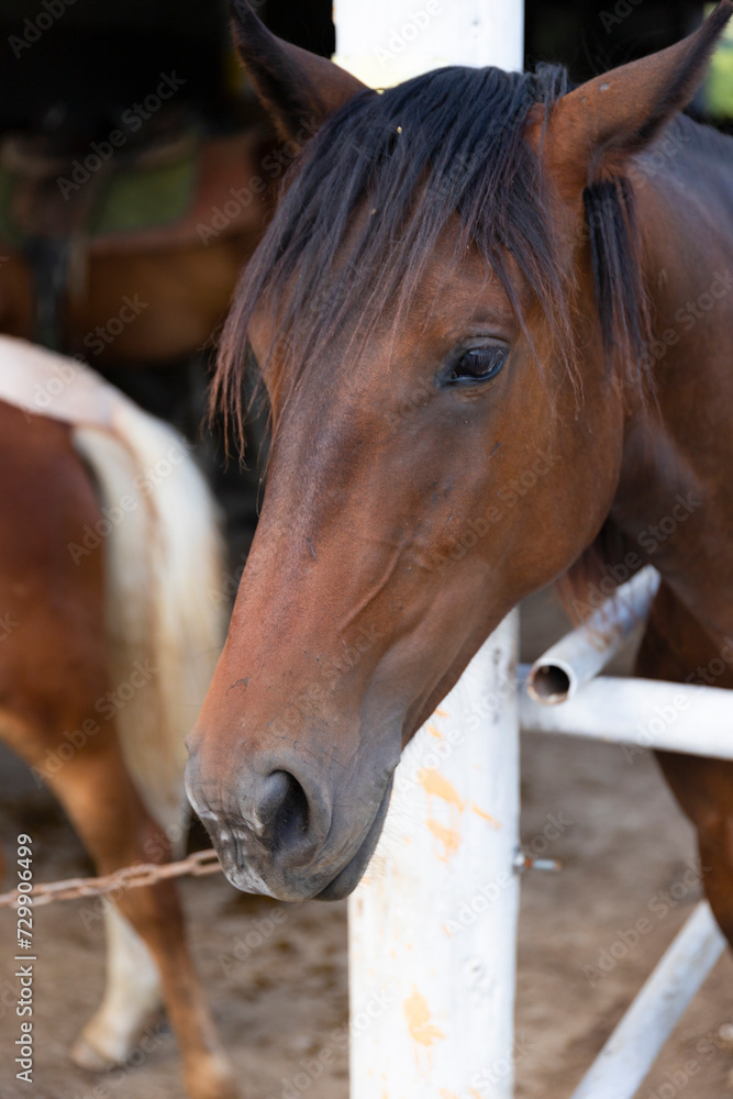 Fototapeta premium Brown horse in a stall, close-up, vertical arrangement