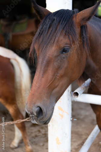 Brown horse in a stall, close-up, vertical arrangement