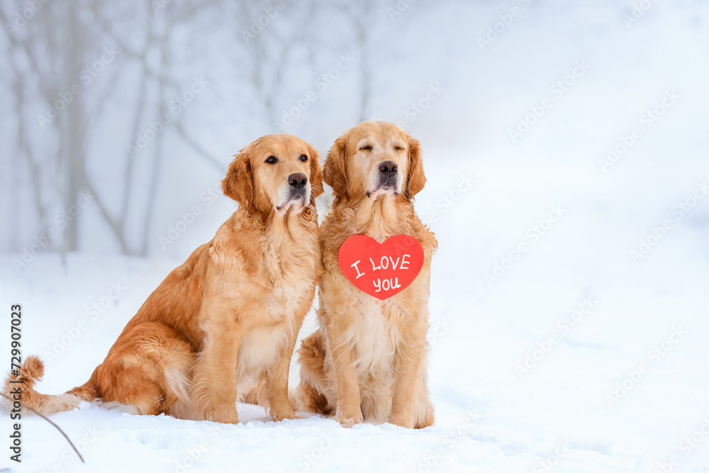 two golden retriever dogs are sitting in a field in the snow on a snowy road with a heart and the inscription I love you. Valentine's day concept. Valentine's Day