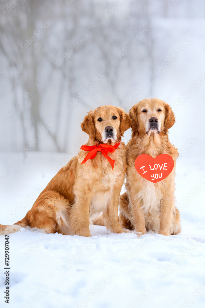 two golden retriever dogs are sitting in a field in the snow on a snowy road with a heart and the inscription I love you. Valentine's day concept. Valentine's Day