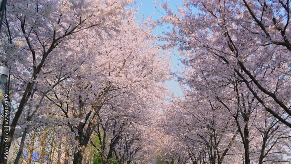 The cherry blossom road is in full bloom and there are no people. Seoul South Korea,Fast movement, view from the bicycle.
The cherry blossom road is in full bloom and there are no people. Seoul South Korea,Fast movement, view from the bicycle.