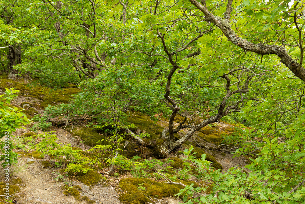 The Oak tree, Quercus pubescens, grows in the highlands. Relic tree Oak. Soft focus. The Oak tree, Quercus pubescens, grows in the highlands. Relic tree Oak. Soft focus.