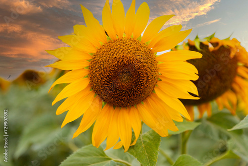 Flower  sunflower  close-up on a sunset background. Landscape