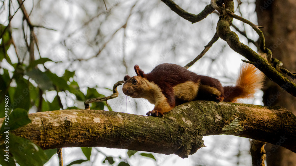 Obraz premium Malabar giant squirrel on tree
