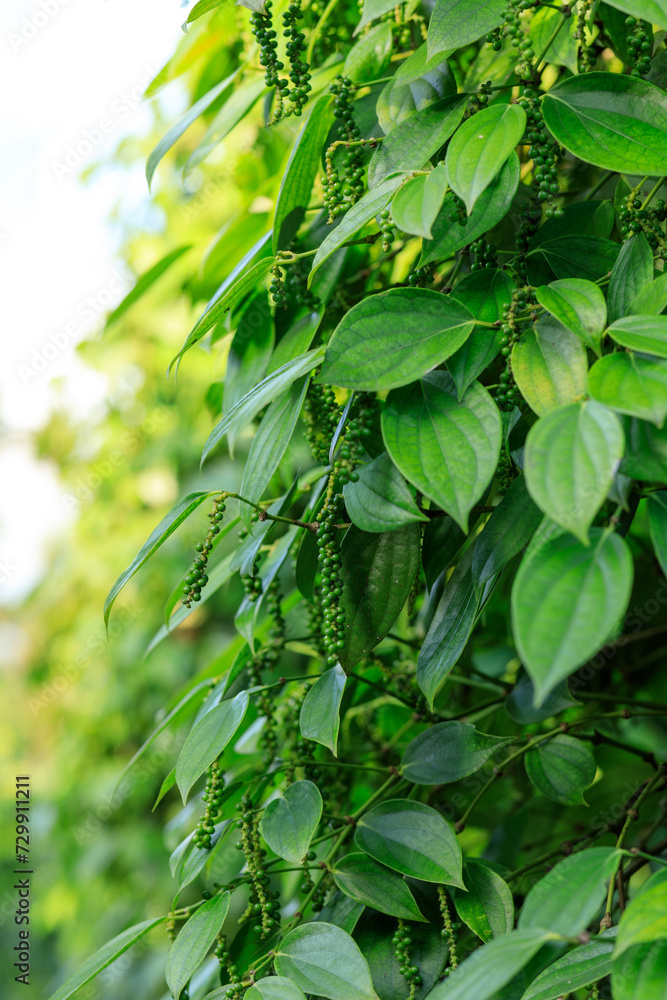 Obraz premium Black pepper fruits grow on tree in garden