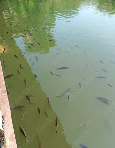 small fish in the pond. minnow fish in ponds