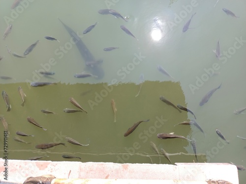 small fish in the pond. minnow fish in ponds