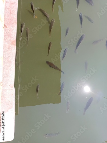 small fish in the pond. minnow fish in ponds