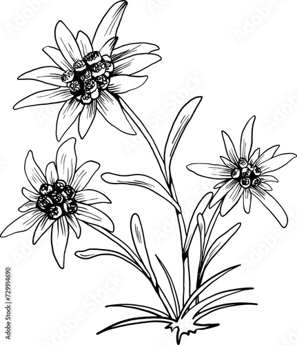 Black and white outline vector drawing of edelweiss flower isolated