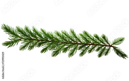 Refreshing Green Fir Branches Swaying Gently in the Balsamic Air on a White or Clear Surface PNG Transparent Background.