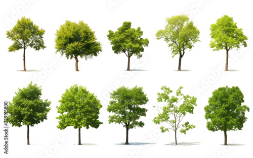 Trees Showcasing an Emerald Display of Young and Radiant Leaves on a White or Clear Surface PNG Transparent Background.