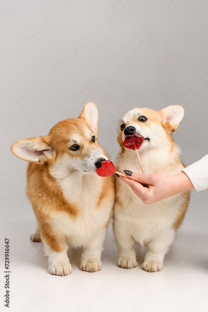 Two cute corgis in the studio on a white background licking candy Two cute corgis in the studio on a white background licking candy