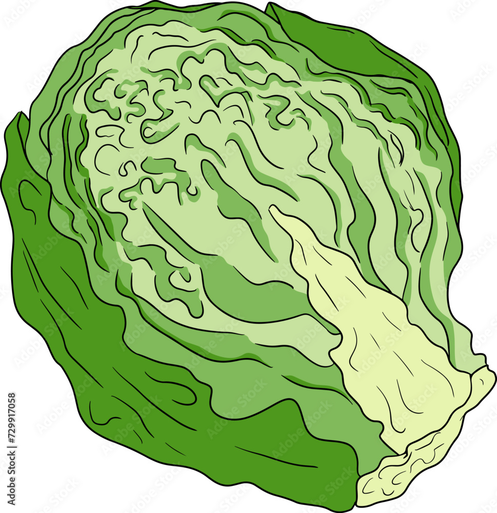Colored Hand drawn brussels sprouts on white background. Vector vegetables illustration brussels cabbage Colored Hand drawn brussels sprouts on white background. Vector vegetables illustration brussels cabbage