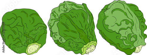 Colored Hand drawn brussels sprouts on white background. Vector vegetables illustration brussels cabbage 