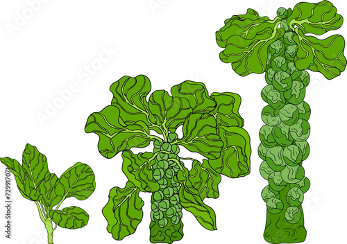 Colored Hand drawn brussels sprouts on white background. Vector vegetables illustration brussels cabbage 