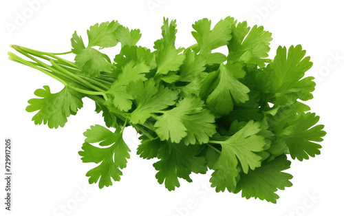 Green Coriander Leaves, Creating a Refreshing Haven of Flavor in Dishes on a White or Clear Surface PNG Transparent Background.