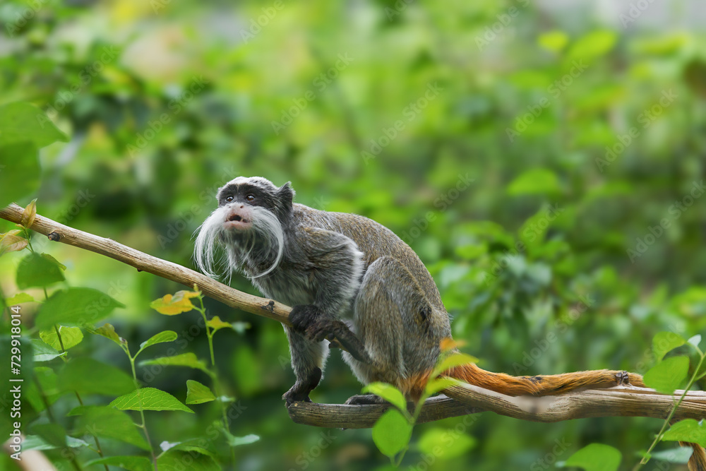Little monkey with long white mustache, Emperor Tamarin, Saguinus