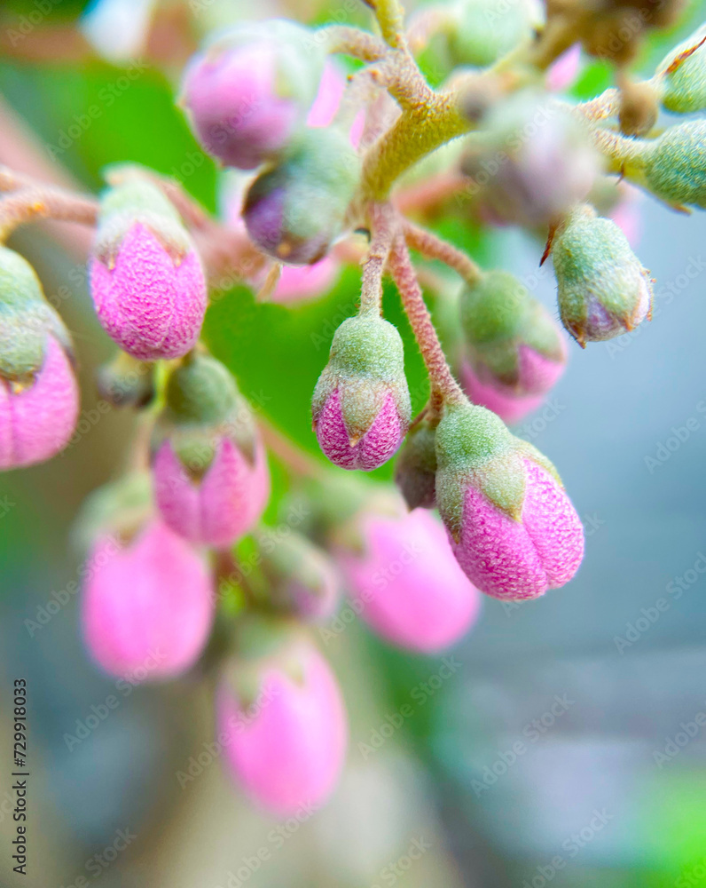 bud bud