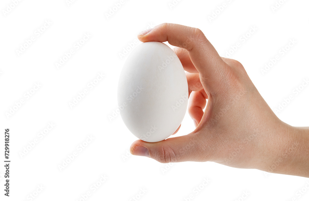 Young woman's hand holding a big goose or duck egg isolated on white background Young woman's hand holding a big goose or duck egg isolated on white background