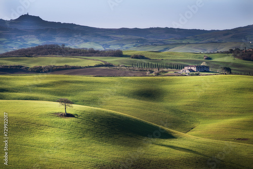 Tuscan Field