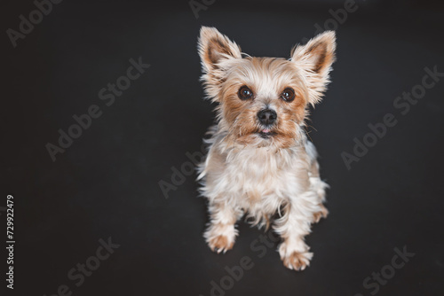 Kleiner Yorkshire Terrier