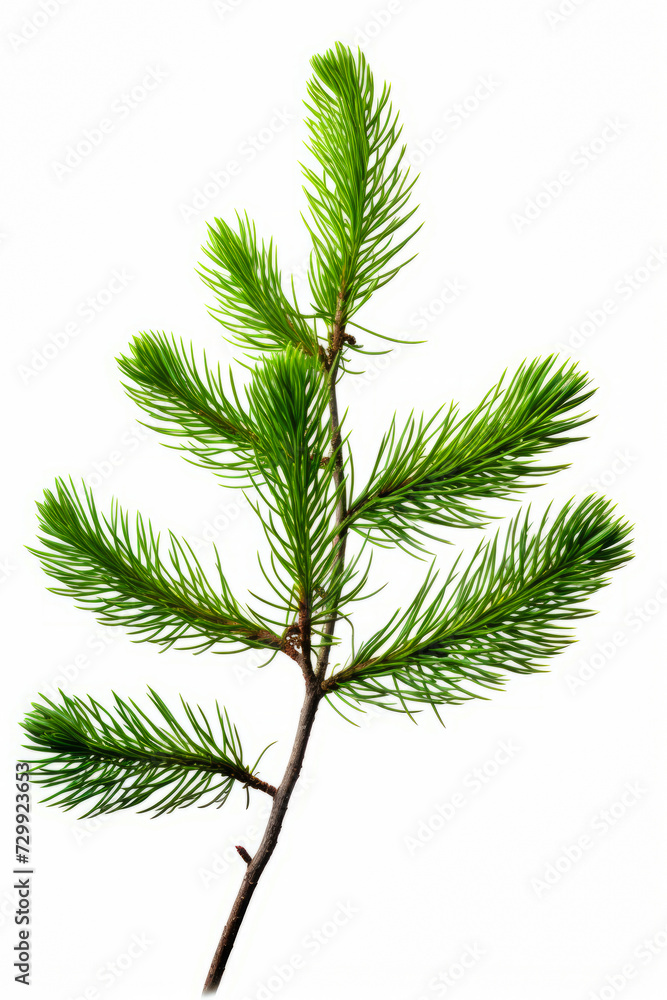 Close up of pine tree branch with green needles on it. Close up of pine tree branch with green needles on it.