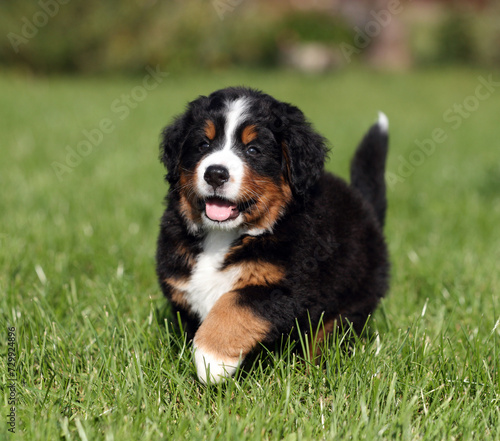 Cute fluffy Bernese Mountain Dog puppy in the garden © adyafoto