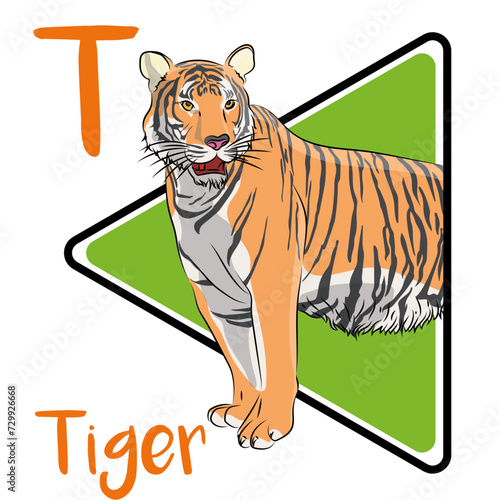 Tiger stripes are special to each individual. The tiger is considered to be the largest living felid species. Tigers are mostly solitary, individual tigers have a large territory.