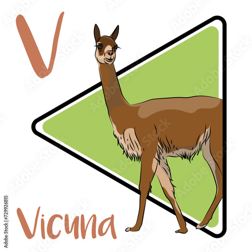 Vicuna is one of the two wild South American camelids. Most vicuñas inhabit Peru. Vicuña is thought to be the wild ancestor of the domesticated alpaca. vicuñas generally form three different groups.