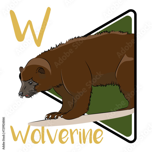 The wolverine is the largest land-dwelling member of the family Mustelidae. It is a muscular carnivore and a solitary animal. Wolverines are also adept scavengers. A hungry wolverine might travel far. photo