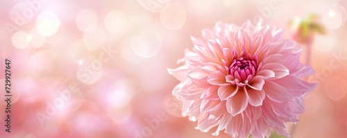 pink flower © Ahmad
