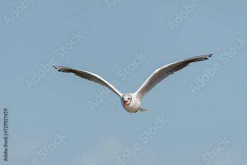 A black headed gull flying on sunny day in summer