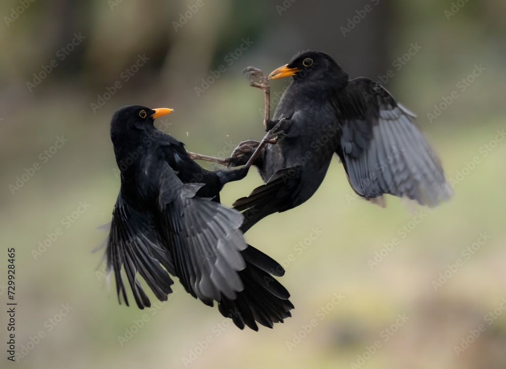 Fototapeta premium Amsel (Turdus merula)