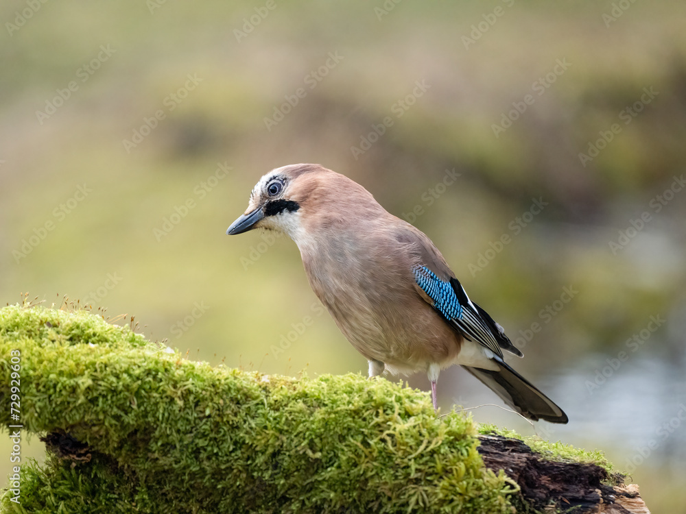 Eichelhäher (Garrulus glandarius) Eichelhäher (Garrulus glandarius)
