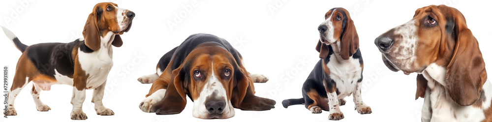 Basset hound dog collection, standing, lying, sitting and portrait, isolated on a white background