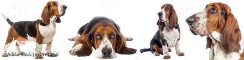 Basset hound dog collection, standing, lying, sitting and portrait, isolated on a white background