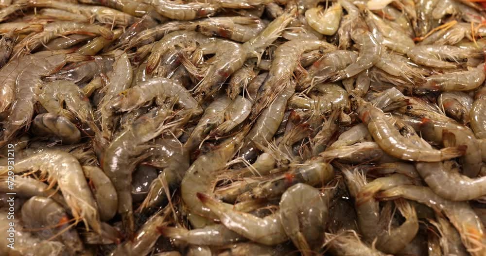 Fresh shrimp on counter at seafood market Fresh shrimp on counter at seafood market