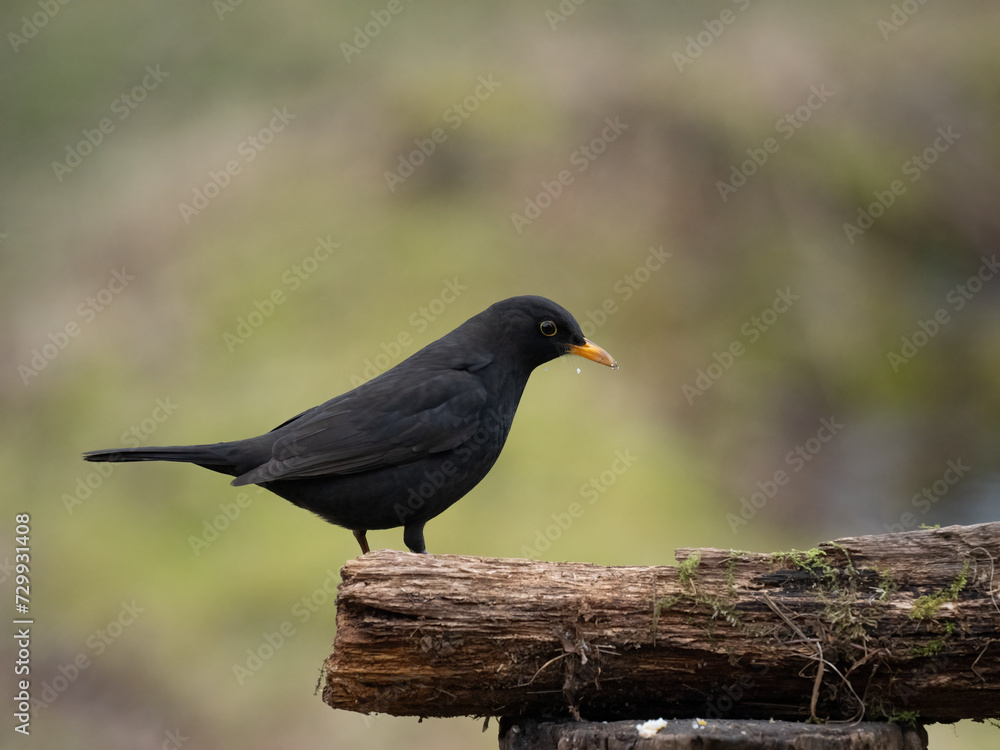 Fototapeta premium Amsel (Turdus merula)