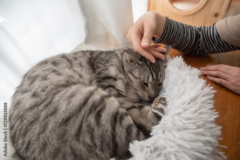 猫を撫でる サバトラ猫 猫を撫でる サバトラ猫