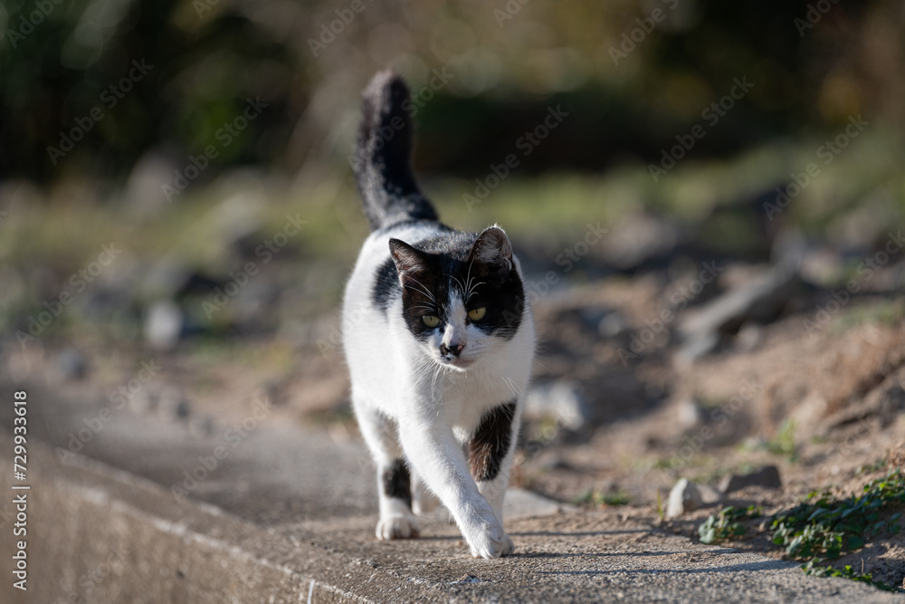 歩く猫 歩く猫