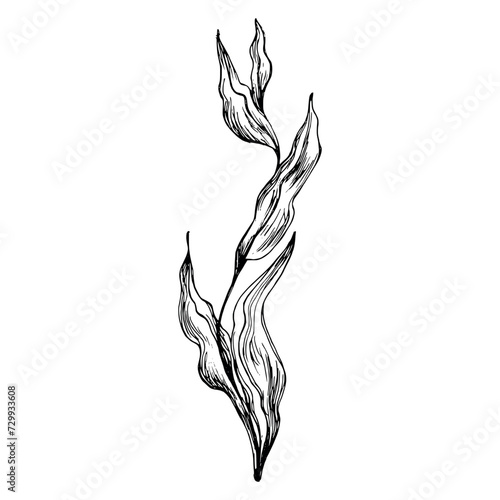 Underwater world clipart with coral and algae. Graphic illustration hand drawn in black ink. Isolated object EPS vector.