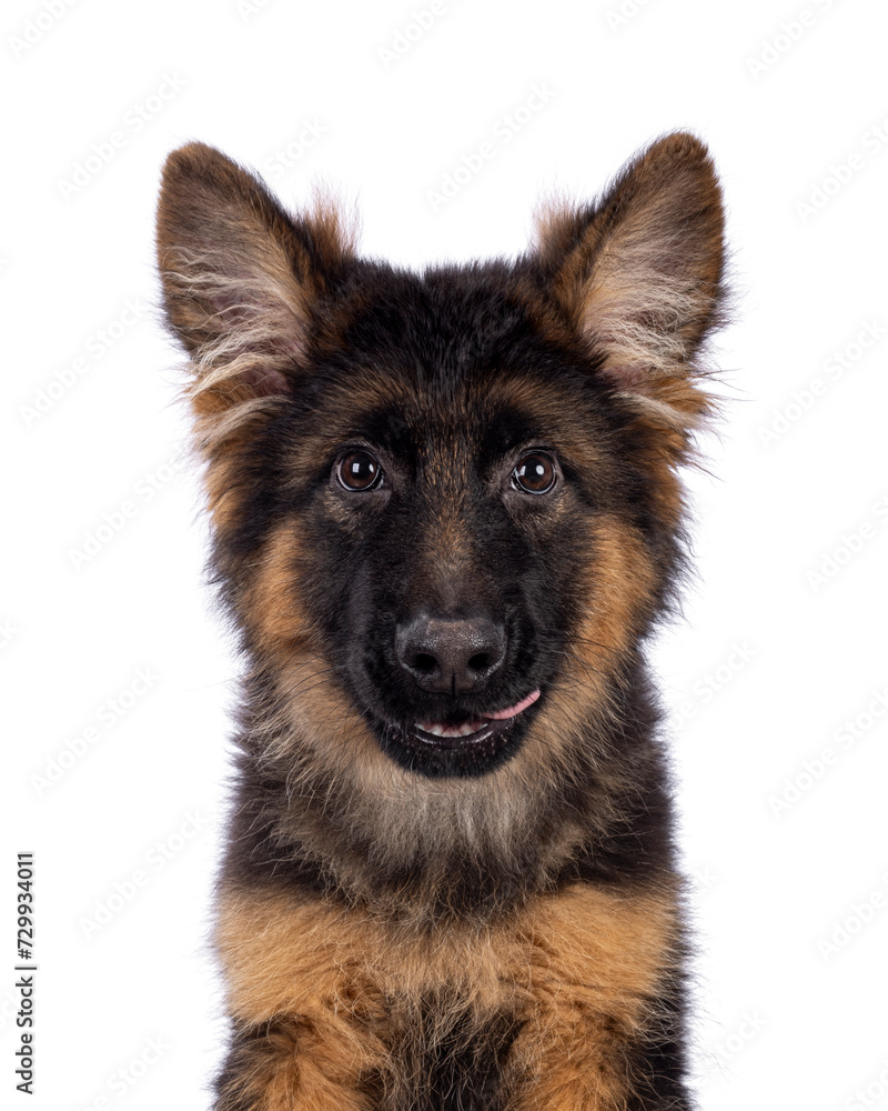 Haed shot of cute German Shepherd dog puppy, sitting up facing front. Looking straight to camera, mouth open and tongue licking mouth. Isolated on a white background. Haed shot of cute German Shepherd dog puppy, sitting up facing front. Looking straight to camera, mouth open and tongue licking mouth. Isolated on a white background.
