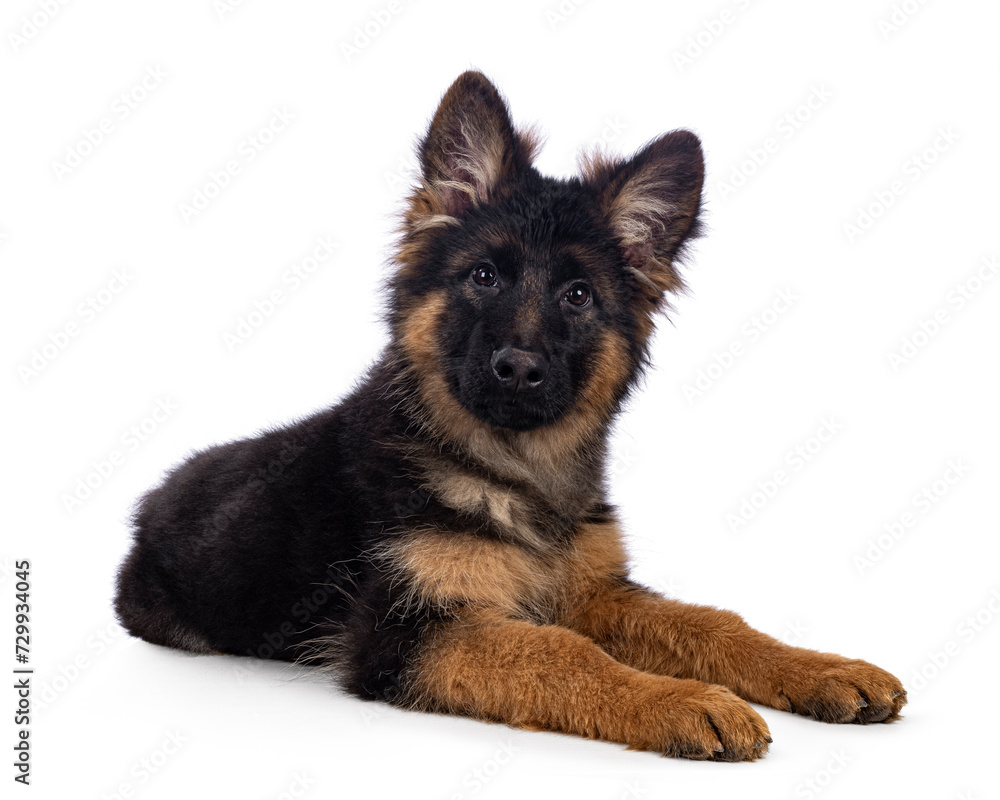 Cute German Shepherd dog puppy, laying down side ways. Looking straight to camera, mouth closed. Isolated on a white background. Cute German Shepherd dog puppy, laying down side ways. Looking straight to camera, mouth closed. Isolated on a white background.