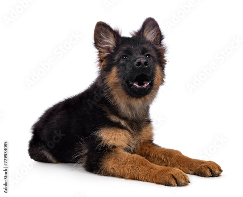 Cute German Shepherd dog puppy, laying down side ways. Looking straight to camera, mouth open howling. Isolated on a white background.