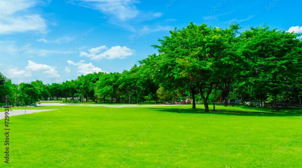 green grass and trees in the park green grass and trees in the park